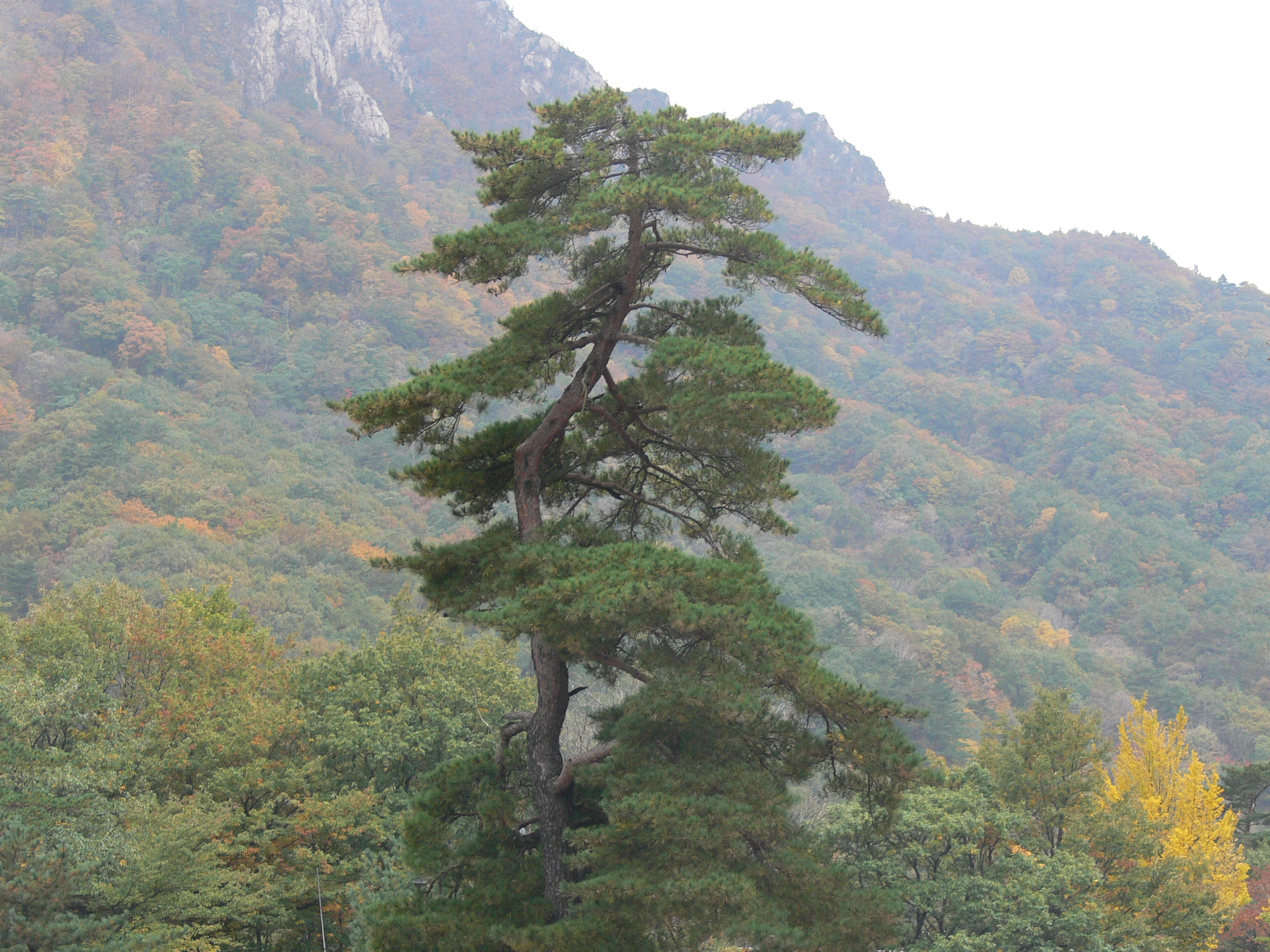 Korea Tree